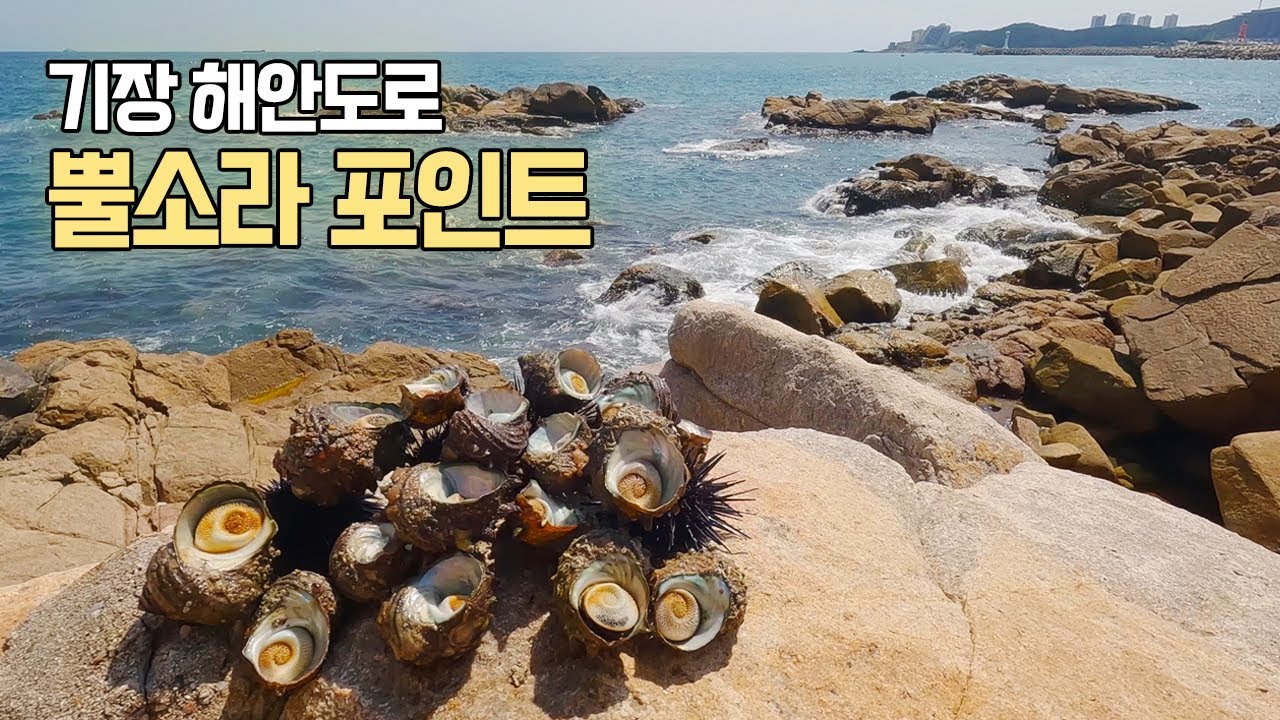 부산 뿔소라포인트 / 기장바다에서 잠깐 했는데 이정도?!