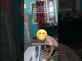 Unboxing aarmr tornado nitro piston air rifle in india no license required