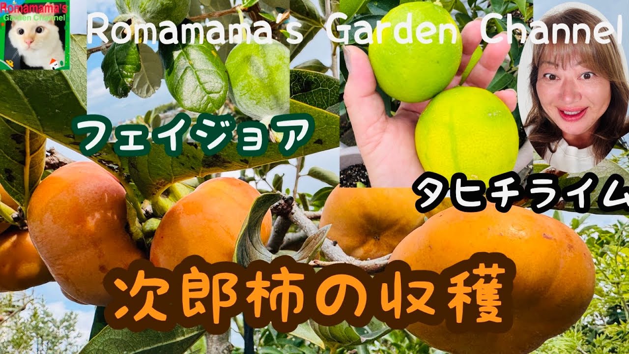 【くだもの栽培】プランターで柿やフェイジョア、ライムの収穫　#柿　#柑橘栽培
