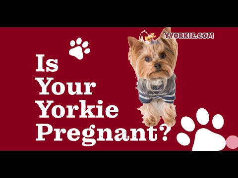 あなたの妊娠中のヨーキーの準備：妊娠期間と初期の兆候