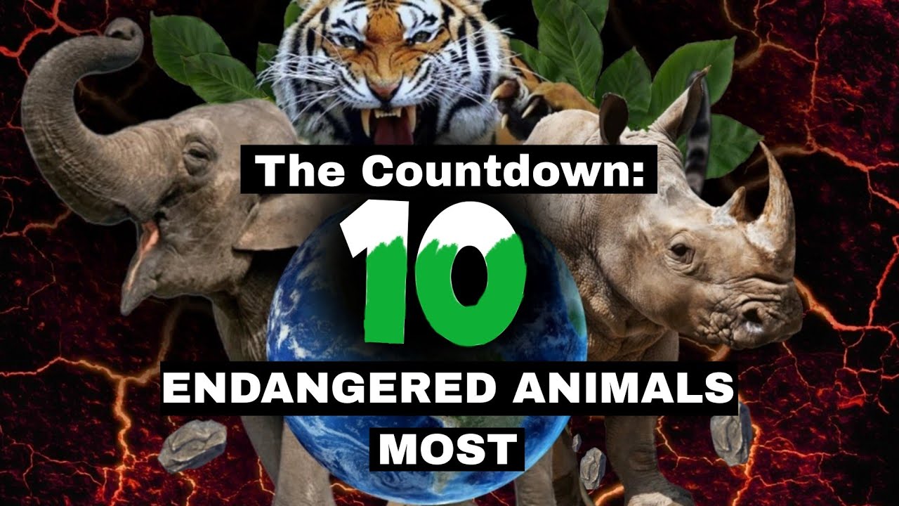 Meet the Worlds TOP 10 Most ENDANGERED Animals! - YouTube