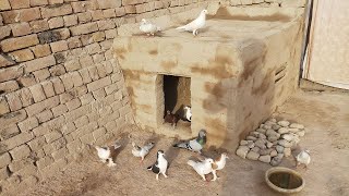 Easy Way To make a Pigeon house With Bricks and clay Kabotar ka ghar banany ka tareeka