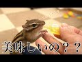 【シマリス】小動物用の栄養補給剤を試してみたら喰いつきが凄かった！！