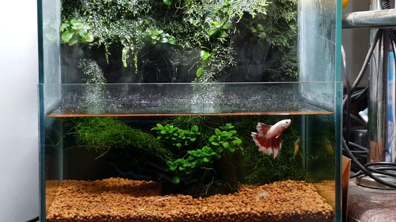 mist maker aquarium