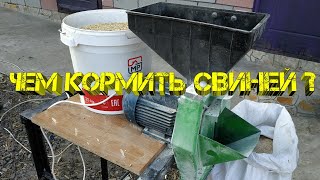 Приготовление корма для свиней. Кормление поросят ✅