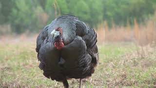 The Wild Turkey—The Guardian of America’s Forests: History. Biology, #animals #nature #naturelovers The Wild Turkey In Maryland History Biology And Management