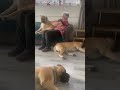 The dogs with nanny.