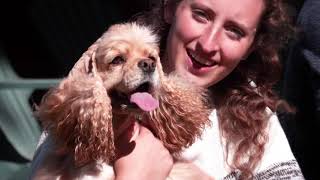 AKC Dog Breed Video – Cocker Spaniel