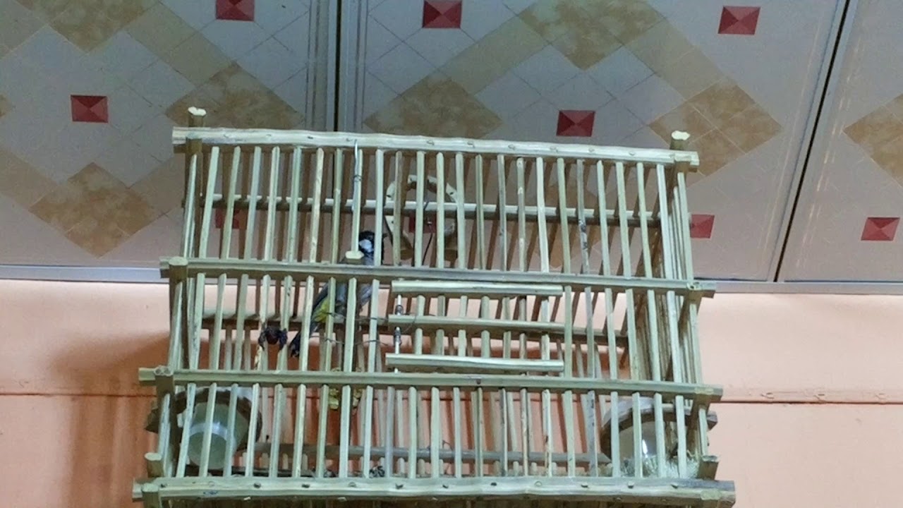 بلابل الفاو