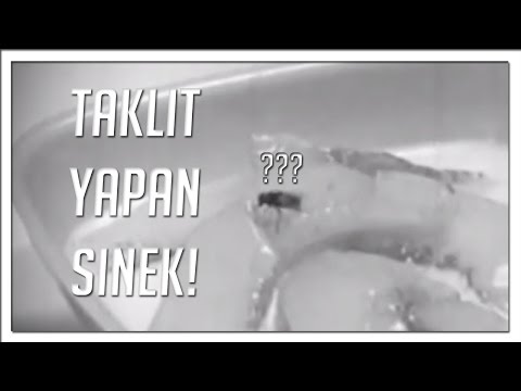 Taklit Yapan Sinek