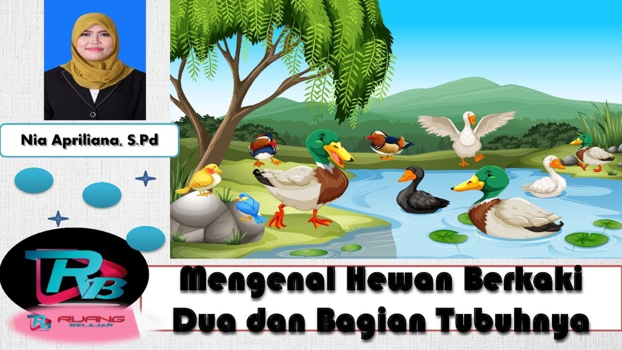 Mengenal Hewan  Berkaki  Dua  dan  Bagian Tubuhnya YouTube