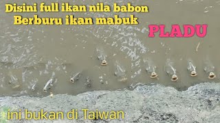 A female tilapia fish is drunk (pladu) looking for drunk fish with a fish catapult | slingshot fi...