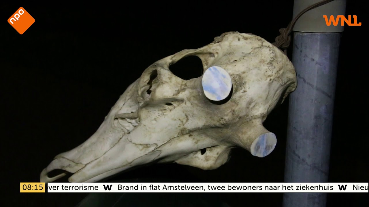 Schedel van onbekend dier gevonden bij bushokje in Abcoude