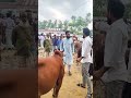 Eid special Guta 😁