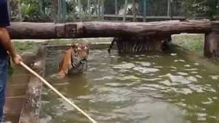 20110611 TigerKingdom