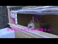 Ken kun a smart shiba inu manages a roast potato stand in japan