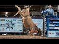 Future world champion bulls  bucking bulls before they get ridden