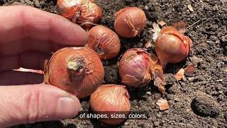 Growing Shallots