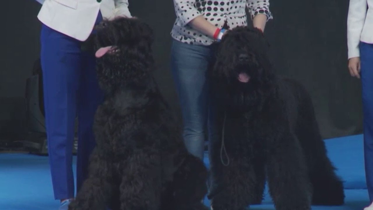 03.11.2018 Россия, Презентация отечественных пород, РЧТ