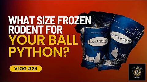 What Size Rodent for Your Ball Python? #ballpython #snake #pets #ballpythoncare #reptiles