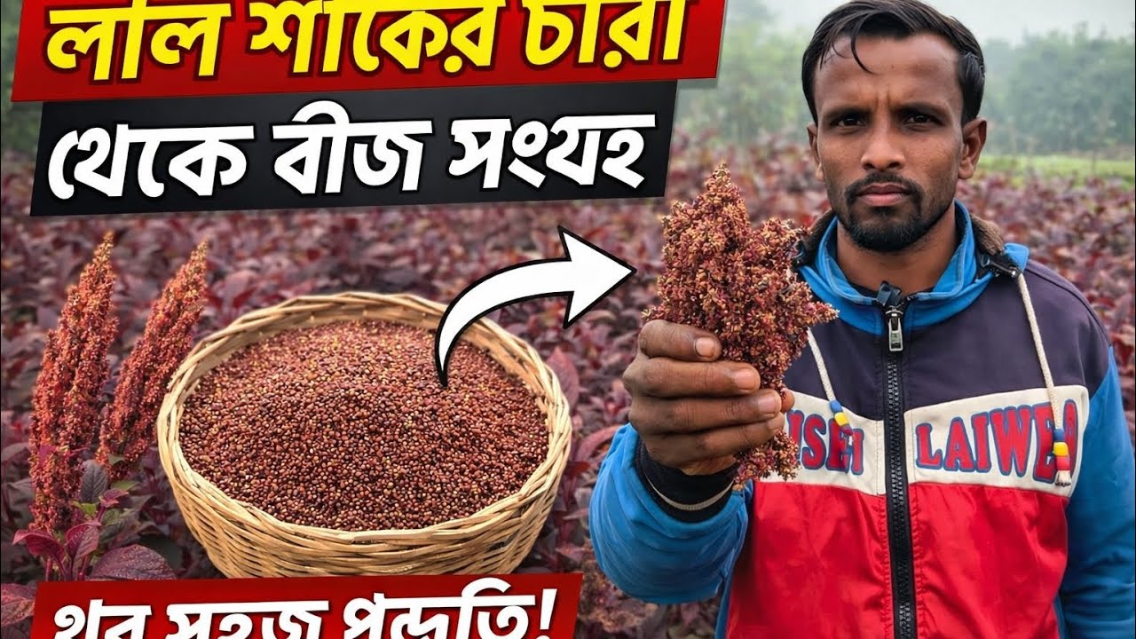লাল শাকের চারা থেকে বীজ সংগ্রহের সহজ ও লাভজনক পদ্ধতি | কৃষকের বাস্তব অভিজ্ঞতা!