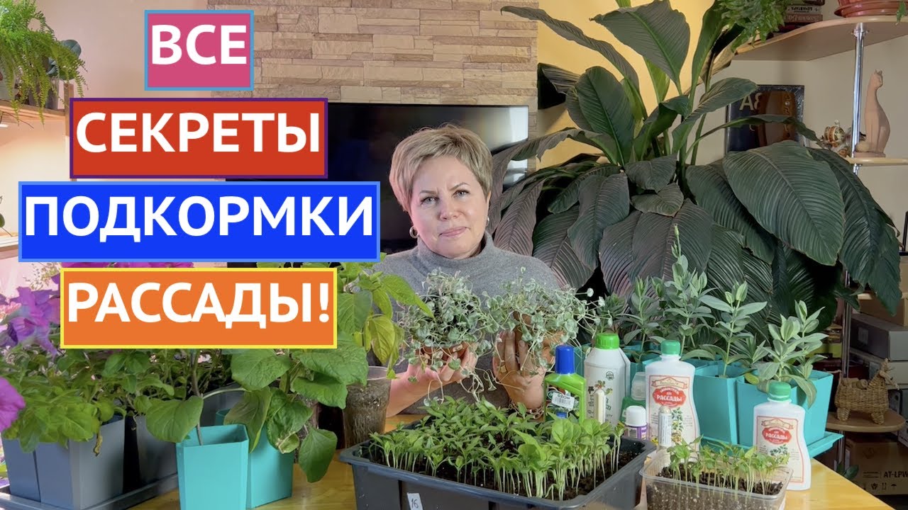 Рассадный сервис джетта