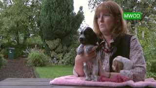 Cocker Spaniel Puppies by YourDogVideos 313,809 views 10 years ago 4 minutes, 12 seconds
