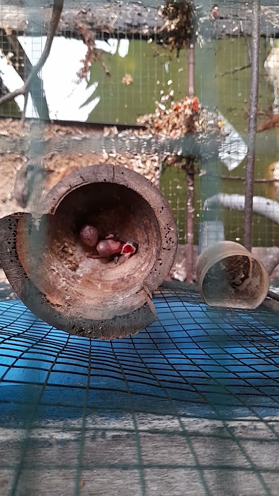 burung kutilang hasil kawin silang umur 3hari