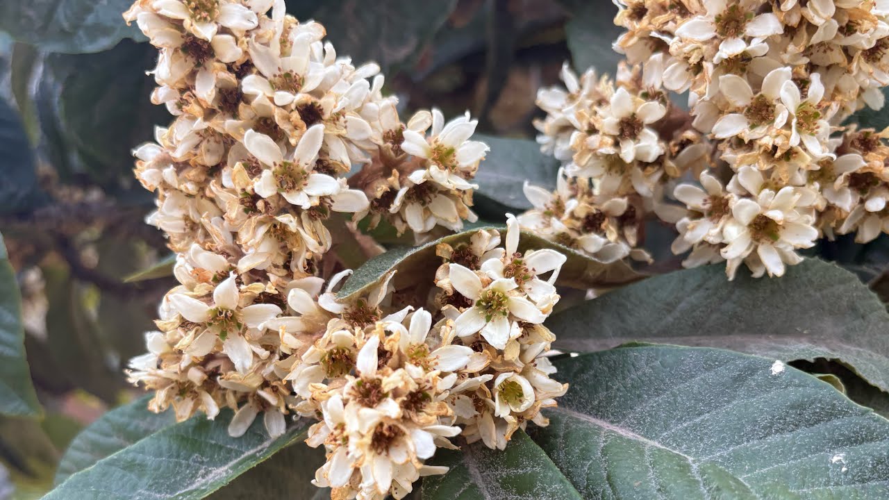 Köyde bir sabah muşmula ağacı çiçekler açmış mis gibi kokusu #köydeyaşam #köyde #keşfetteyiz 