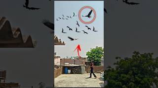 chil vs kabutar fight 😭 kaun jitega #shorts #kabootar #viral