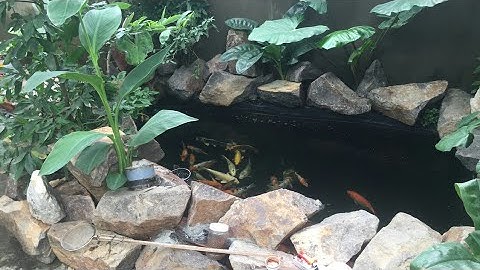 Hồ Cá Koi 2 Khối Đẹp - Xài Bơm 6000l/h - Lọc 3 ngăn - Nước Cực Trong.Hồ Của Anh Biển Ở Bình Định.