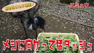 必見！エミュウの本気の食事シーン丸ごと公開