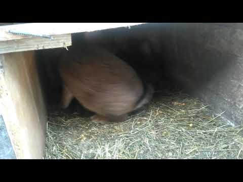 Видео: Развъждане и хранене на зайци