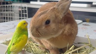 A timid rabbit who greets a friendly parakeet with a smile but can't stop feeling nervous... No.1464