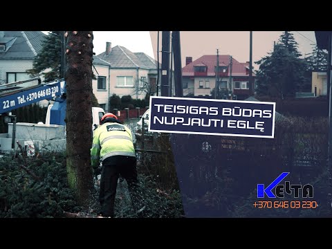 Video: Kuo Skiriasi Eglė Ir Eglė? 25 Nuotraukos Pagrindiniai Skirtumai. Kaip Atskirti Medžius Natūralioje Vietovėje? Kuris Medis Geriausias? Kas Auga Greičiau?