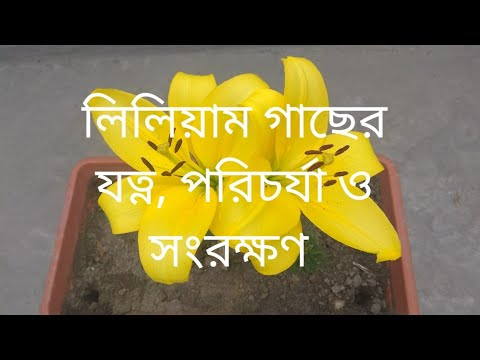 ভিডিও: লিলি বাল্ব সংরক্ষণ করা: শীতকালে কীভাবে লিলি গাছের যত্ন নেওয়া যায়