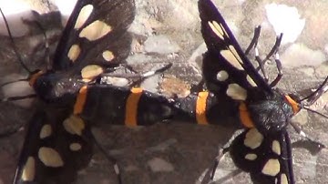 Mating of Butterfly (Live Video) (720p HD)
