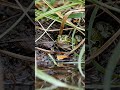 POV: Hidden camera caught a frog mid-hunt #pov #wildlife #nature #shorts #frog