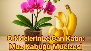 Orkide Yetiştirenler İçin İnanılmaz Bir Sır: Muz Kabuğunun Gücü 🌸