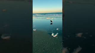 Topsail Island NC Dog Run | North Topsail Beach