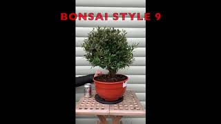 BONSAI STYLE 9 Olea Europaea Olive Tree Sutton Manor Nursery