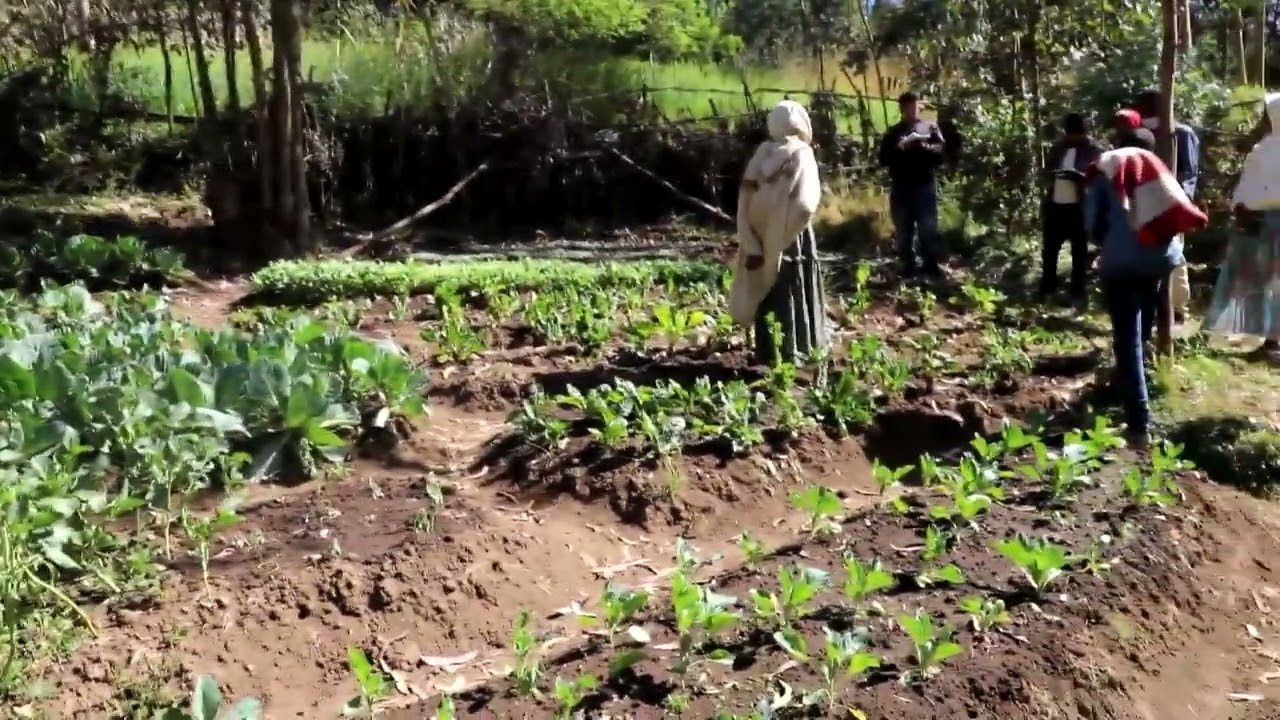 ሞዴል መንደር ምረቃ መርሃ ግብር  በደባርቅ ወረዳ ሚሊገብሳ ቀበሌ