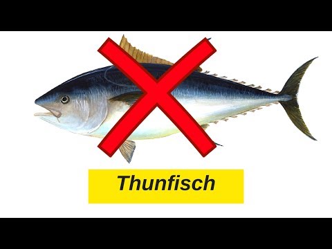 Food Review #4 Thunfisch Vergleich Teuer und Billig Herzlich Willkommen zu einem neuen Food Review, . 