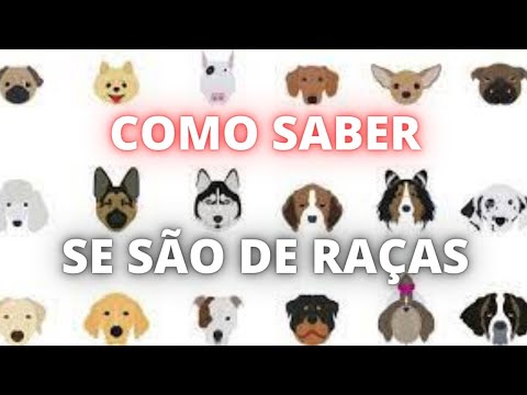 Vídeo: Como identificar as raças em um cão de raça mista