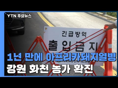 1년 만에 아프리카 돼지 열병...강원 화천 농가 확진 / YTN