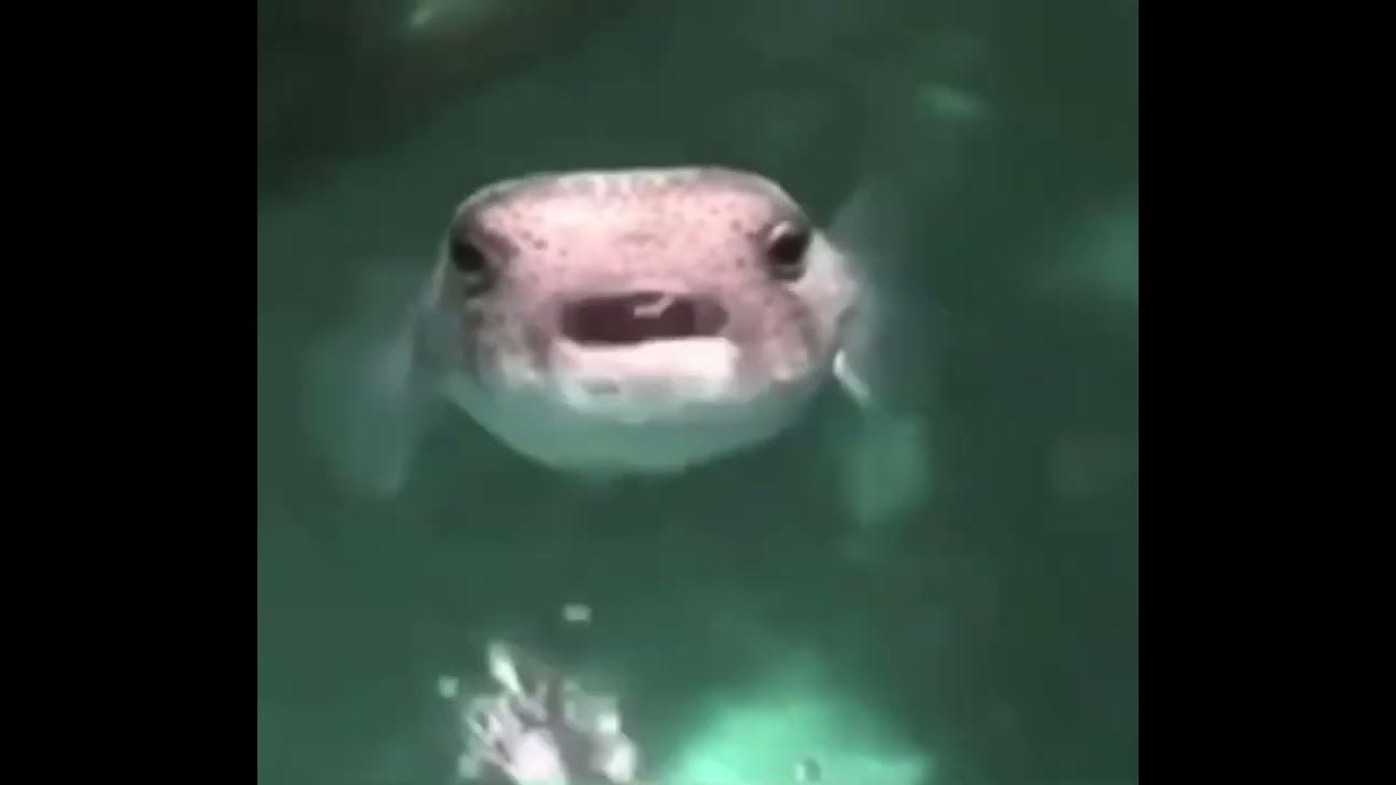 puffie fish spitting up water - YouTube