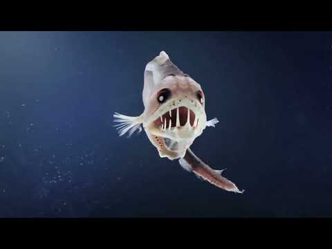 What Did China Find in the Depths of the Ocean? The Mystery of the Mariana Trench Revealed!