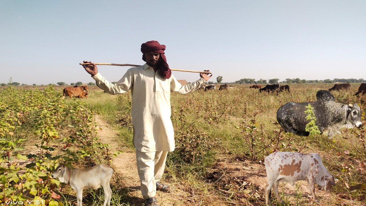 What Is Rohi Culture? | Discovering Rohri: Pakistan’s Historic City – MRVQ