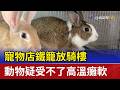 寵物店鐵籠放騎樓 動物疑受不了高溫癱軟