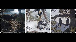 Jackie, Shadow, Sandy, and Luna – a six month long journey 23.01. - 23.07.2026 @FOBBVCAM
